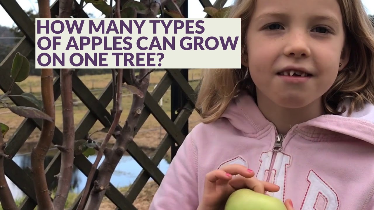 Taste Testing Apples from the same tree