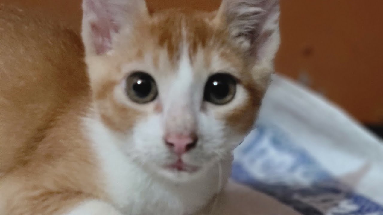 funny cat  is live!  #cat #reels #short #vairalvideo 