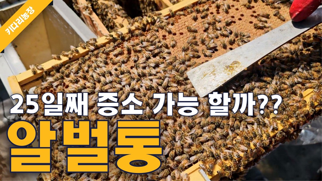 알벌통 25일째 증소 가능할까요??
