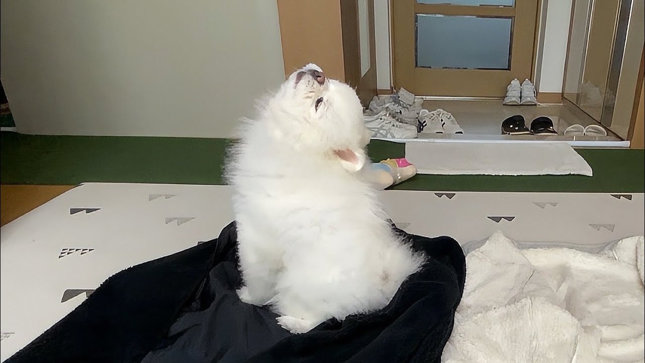 큰형 옷을 두고 외출했더니 충격적인 뚜비의 반응..