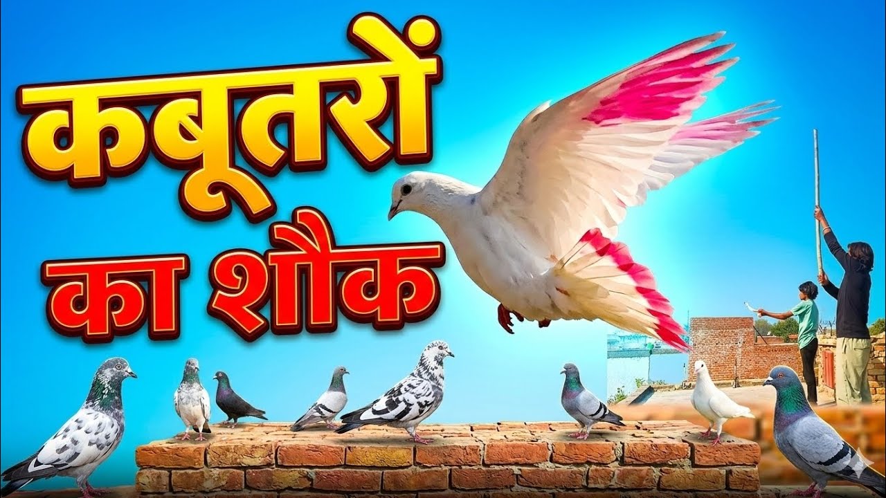 Chidimar ke kabutar ka so karenge