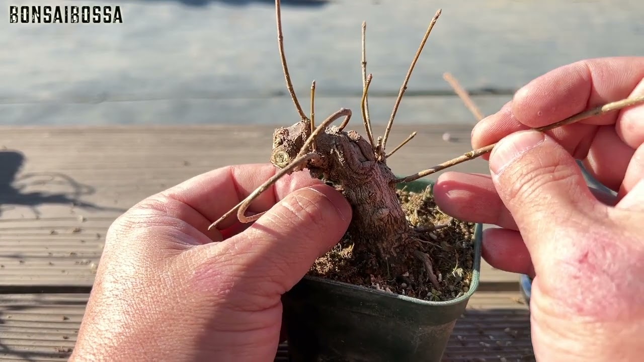 ミヤサマカエデの素材いじり１3 #盆栽 #bonsai