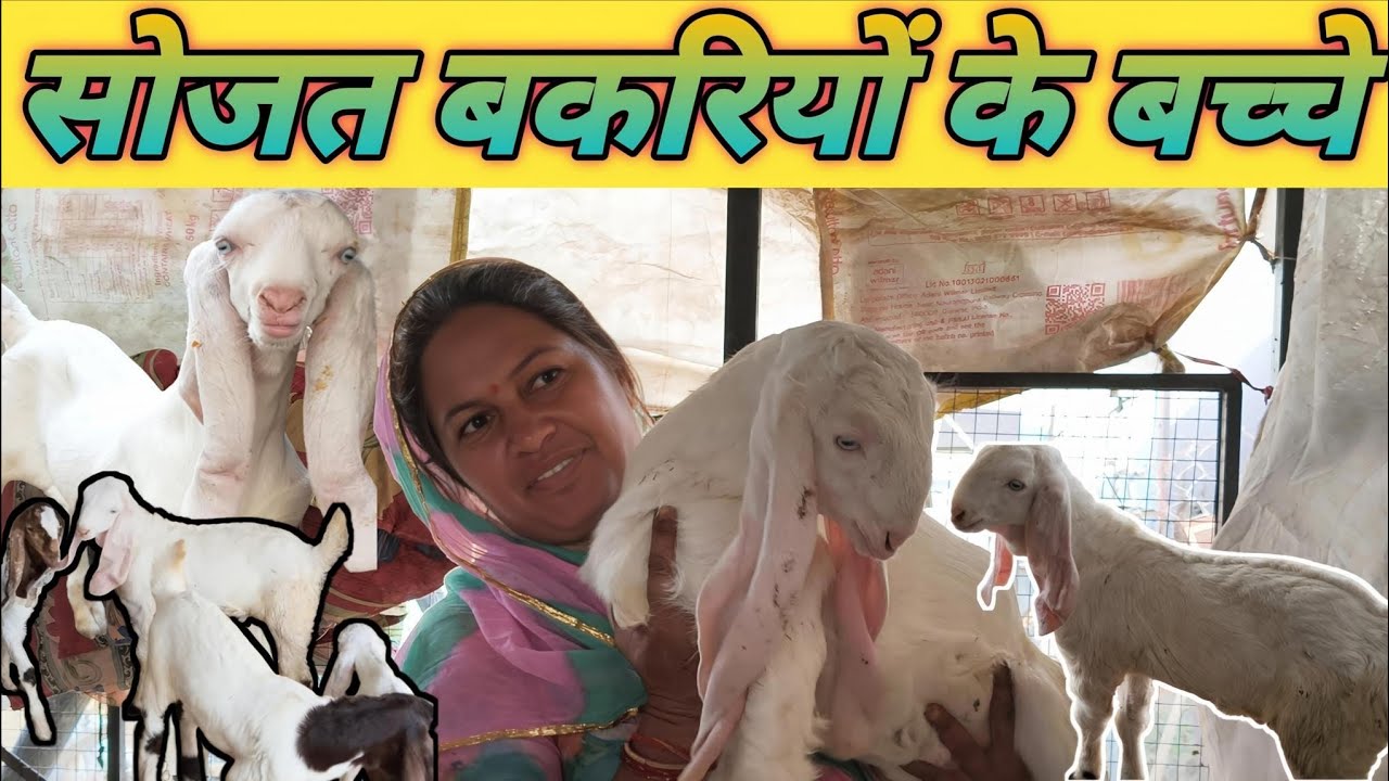 सोजत बकरियों के गुलाबी बच्चे फॉर सेल || व्हाइट गुलाबी पाट || बकरी पालन कैसे करें  ||  part 2 #goat 