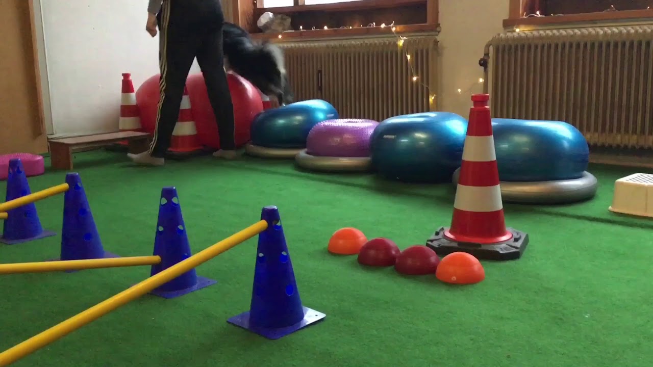 Dogfitness training