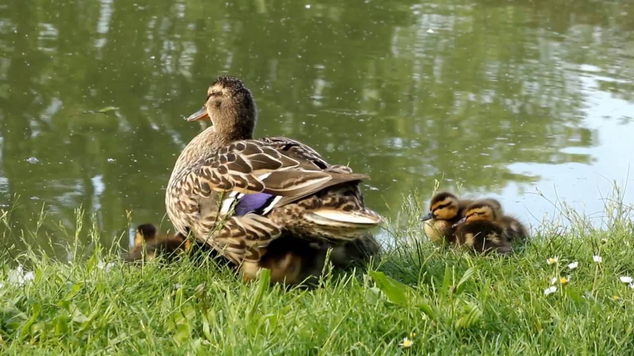 Canetons avec la cane colvert au lac Daumesnil à Vincennes - mallard duck - Mai 2016