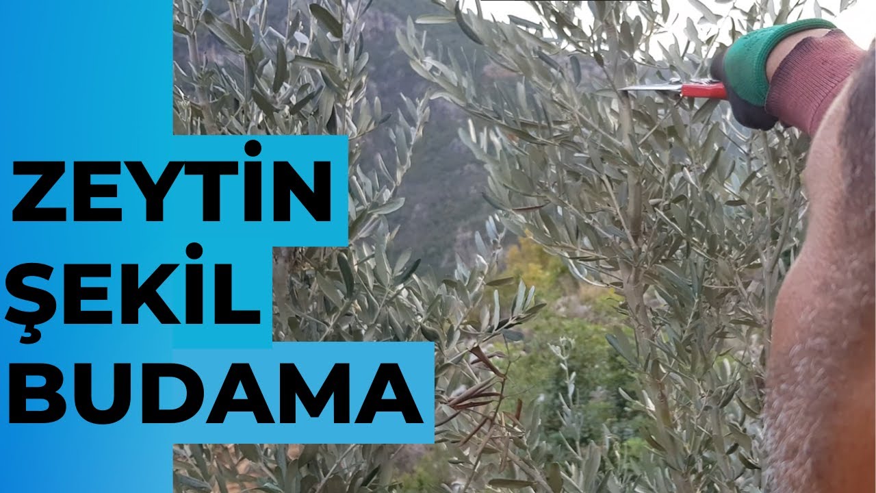 Zeytin Şekil Budama