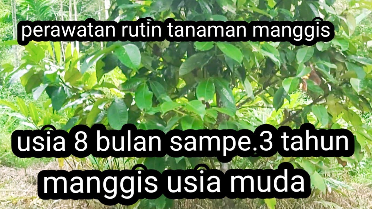 perawatan rutin tanaman manggis usia muda / cara inih akan dapatkan manggis kelas super buah