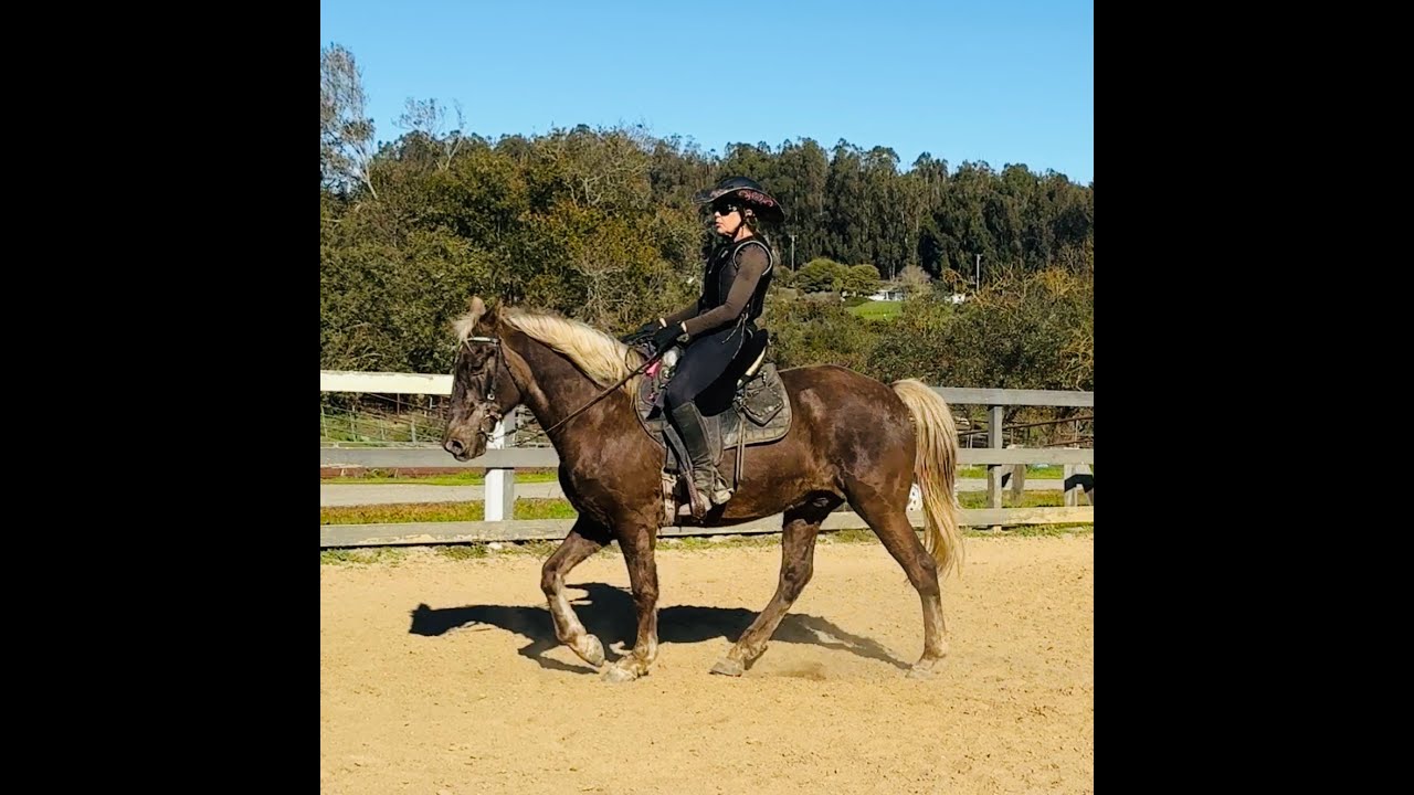 All About The Naturally Gaited Rocky Mountain Horse - Barefoot Gaits, Canter  - Gaited Horse