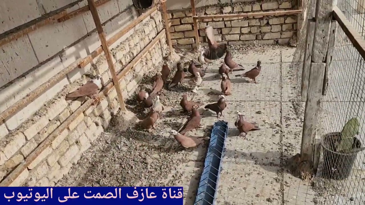 صيد اربعه ٤💪وتخريج زوج ✌️ومطيار الحمر 👏ومخباط وغربه وكل شي وكلاشي 🫶