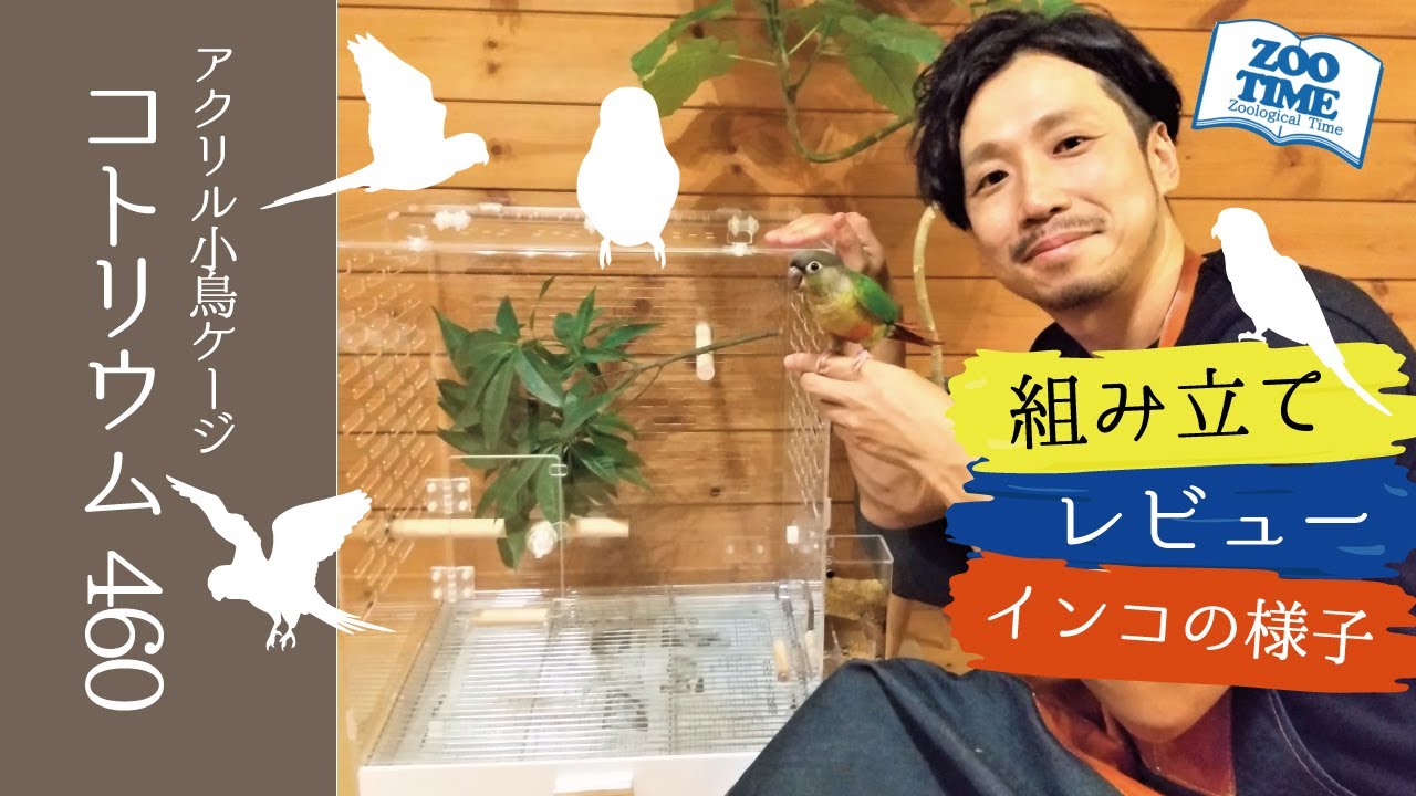 ★【コトリウム460】アクリル製クリアバードケージをご紹介（開封、組み立てからインコを入れて検証）@ZOO TIME