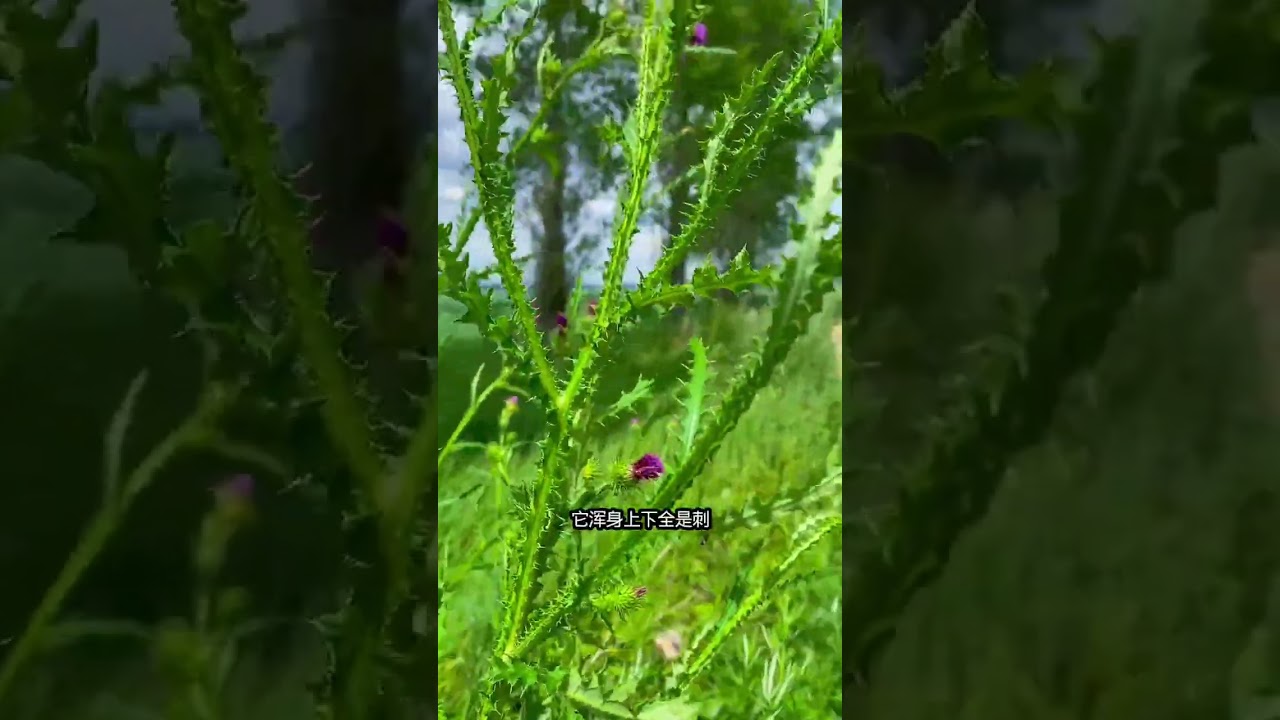 #種草激勵計劃