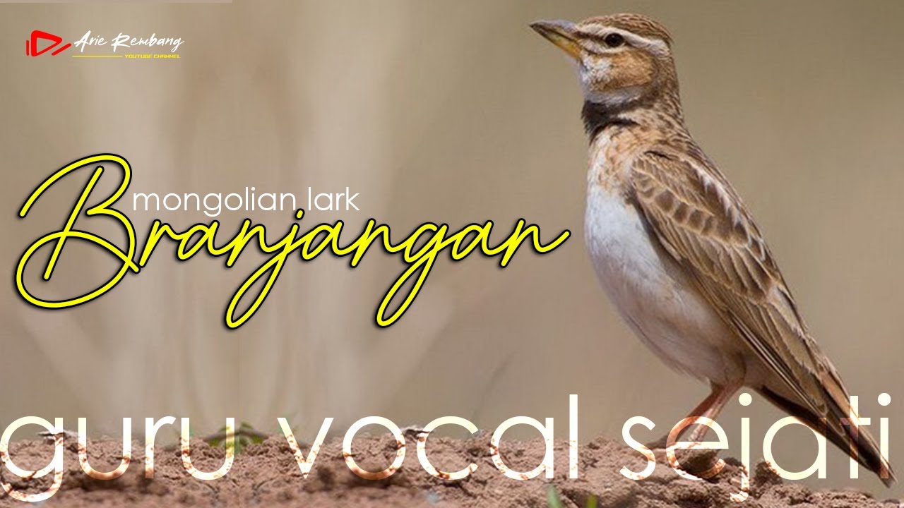 BRANJANGAN MONGOL GACOR (MONGOLIAN LARK) ISIAN GREJAAN KENARI PRENJAK JANGKRIK PLECI SOGON CILILIN