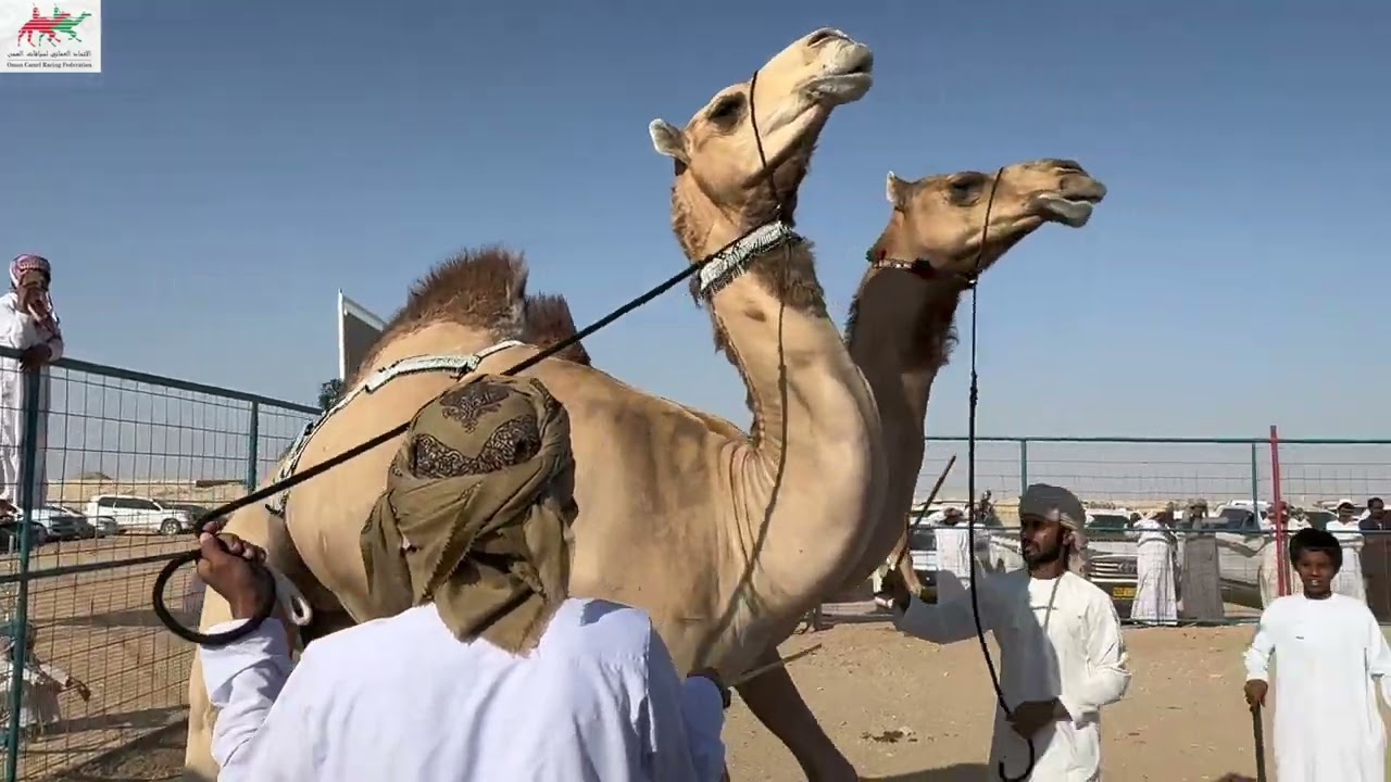 مهرجان السنوي لسباقات الهجن الاهلية للمزاينه بولاية ثمريت ٢٠٢٣ شوط اليذاع التحدي