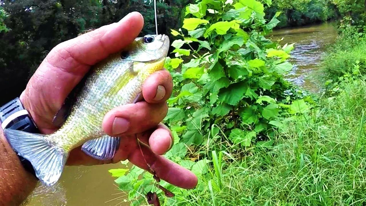 Creek Fishing With Bluegill As Bait