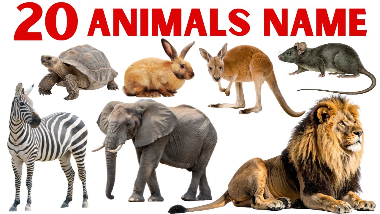 जानवरों के नाम | Animals Name in English and Hindi | Animals Name
