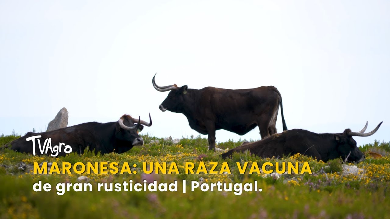 Maronesa: Una Raza Vacuna de Gran Rusticidad | Portugal - TvAgro por Juan Gonzalo Angel