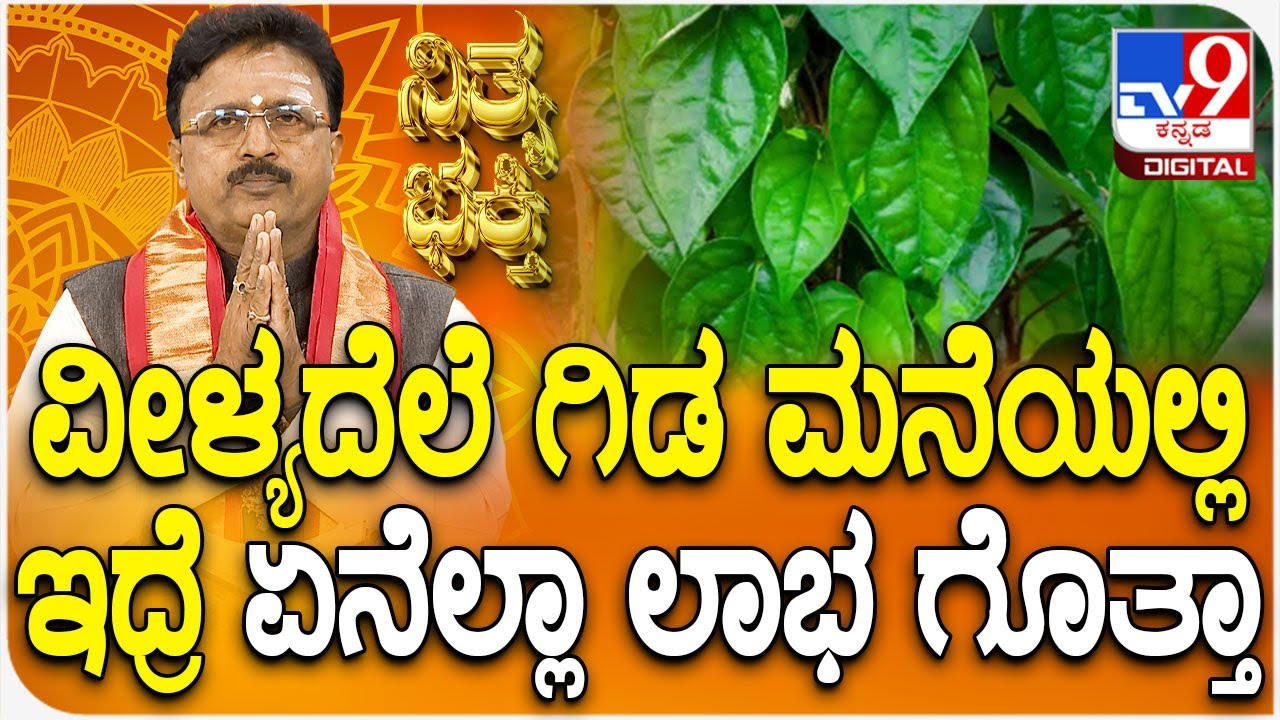 Daily Devotional | Dr. Basavaraj Guruji | ವೀಳ್ಯದೆಲೆ ಗಿಡ ಮನೆಯಲ್ಲಿಇದ್ರೆ ಏನೆಲ್ಲಾ ಲಾಭ ಗೊತ್ತಾ? | #TV9D