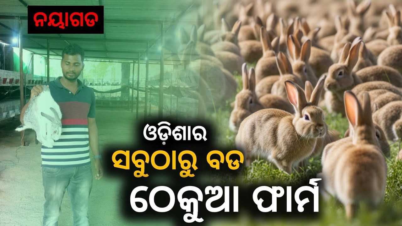 odisha biggest rabbit farm #odiavlog
