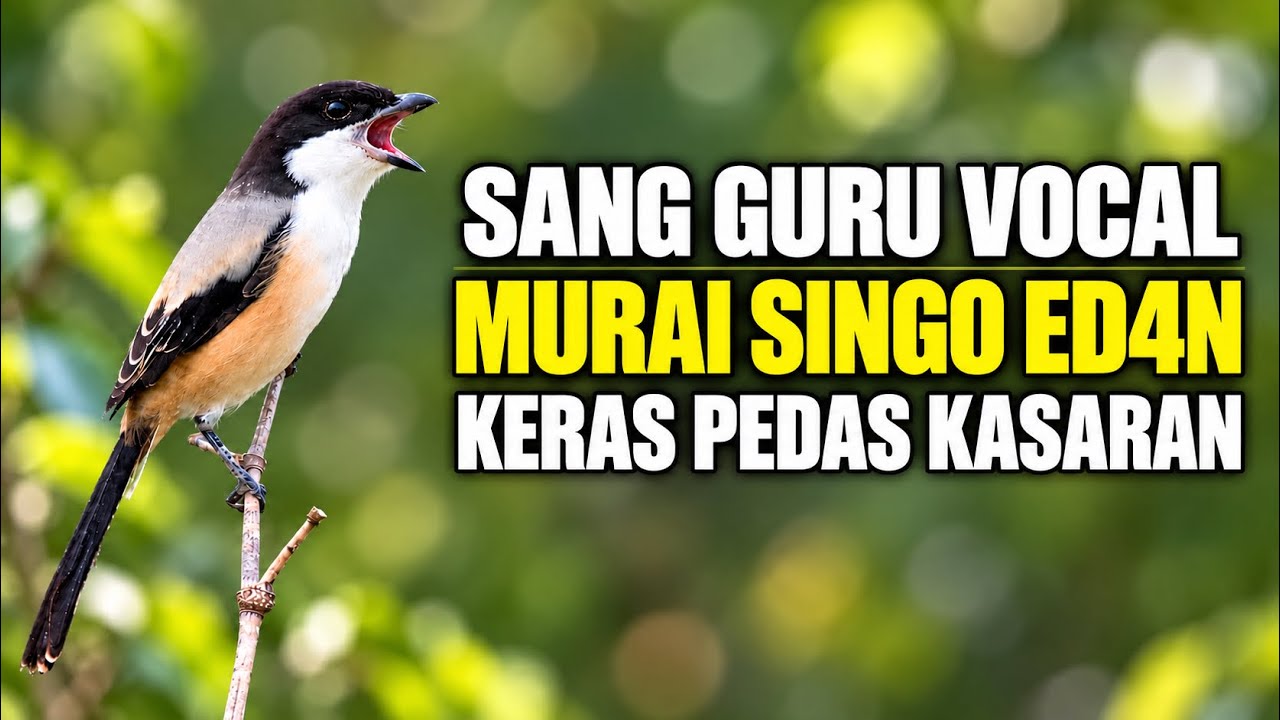 MASTERAN PALING DI CARI Sang GURU MURAI BATU AVATAR !!!