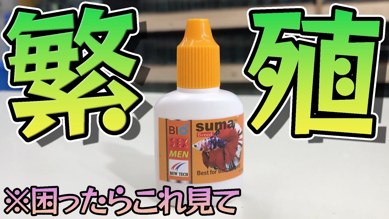 【新SUMA】ベタの繁殖で困ってる方におすすめです