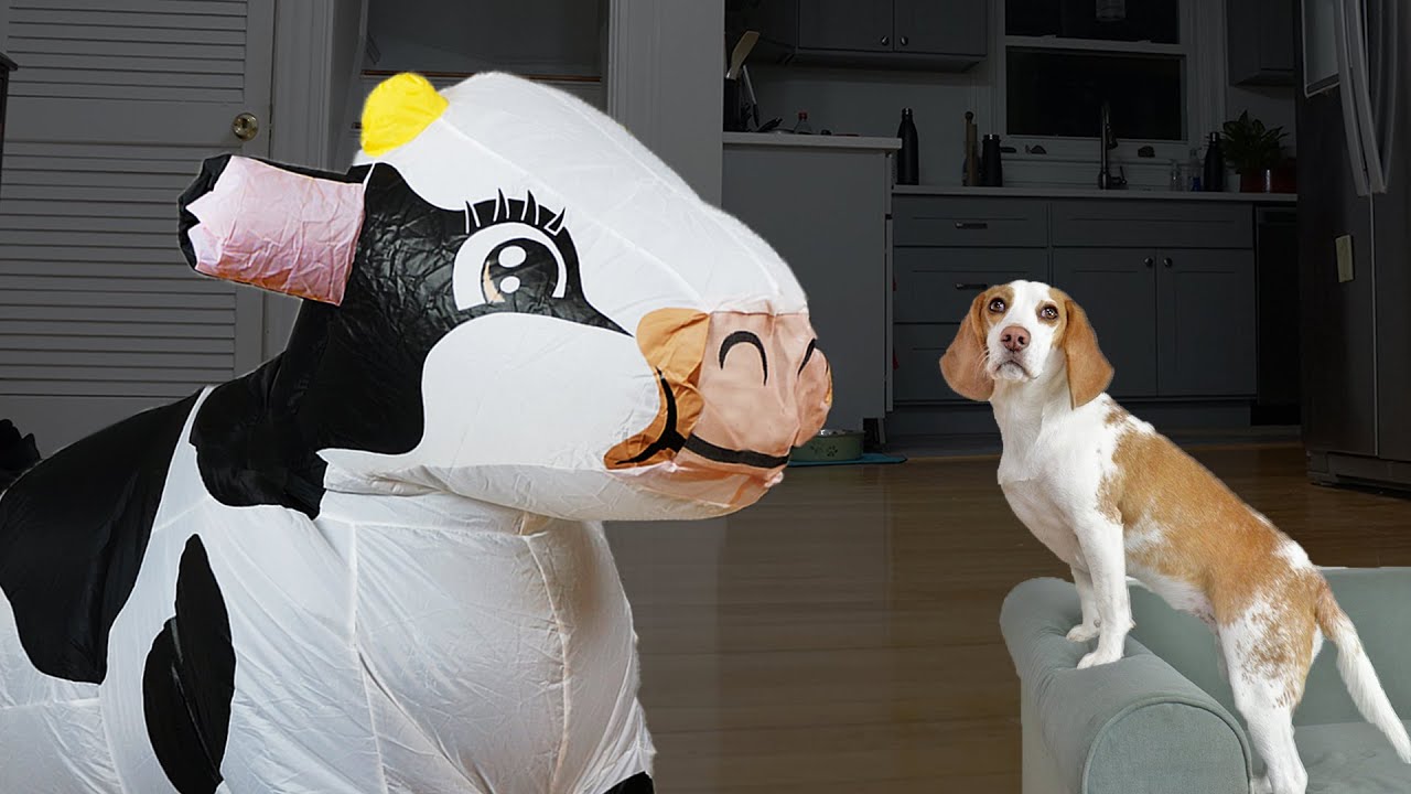 Puppy vs GIANT Cow! Funny Dogs Indie, Maymo, Potpie & Penny Battle Cows!