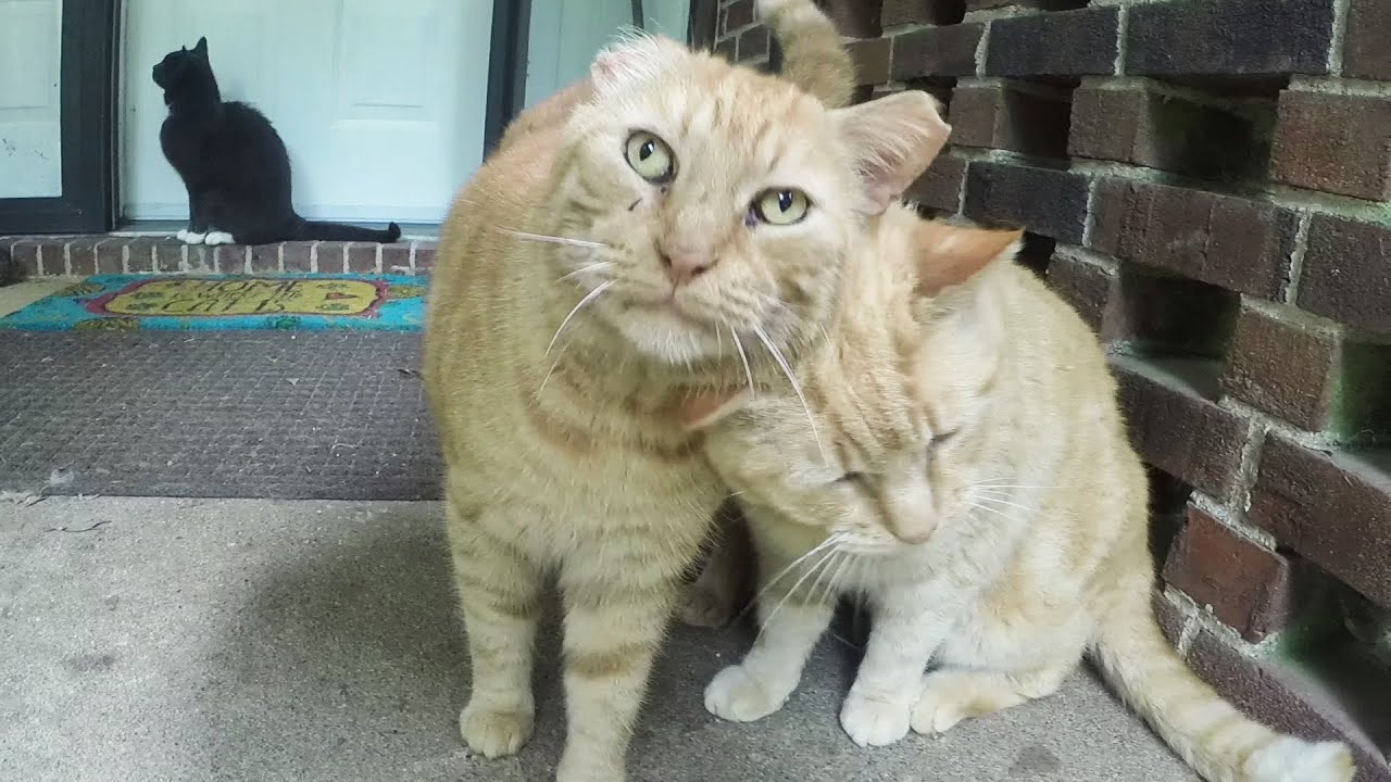 A Kitty With One and  a Half Ears and a Great Big Heart!