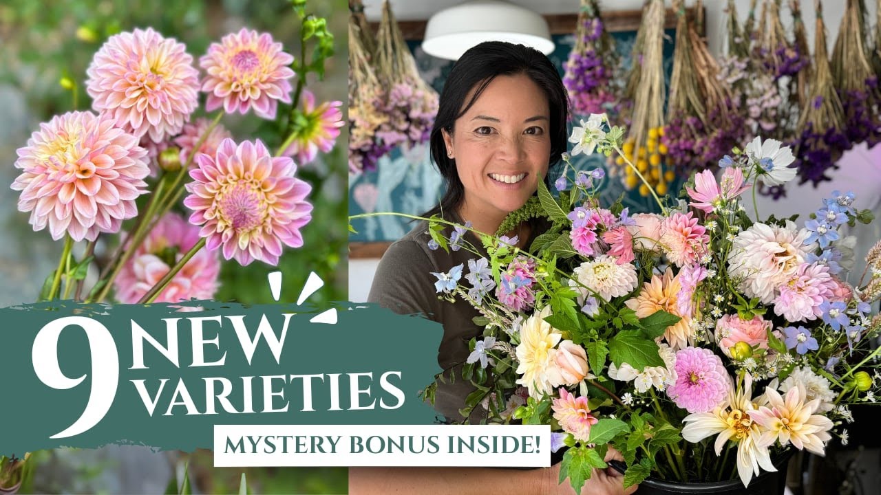 Our Most STUNNING Dahlia Collection Yet | Turbow Farms