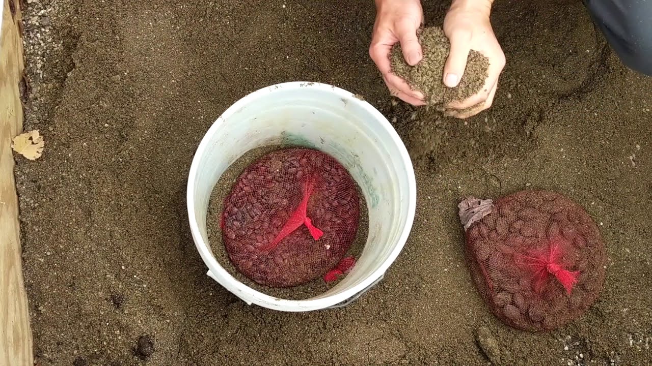 How I Stratify Seeds&mdash;Bucket Method