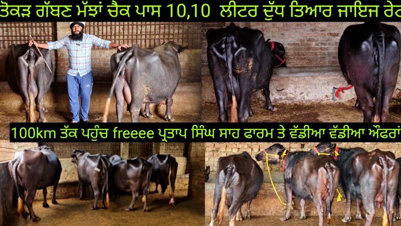 #ਤੋਕੜ ਗੱਬਣ ਮੱਝਾਂ ਵਿਕਾਊ ਜਾਇਜ ਰੇਟ 4 buffalo for sale #best #qulity #bufflo #sale #viralvideo #shere 