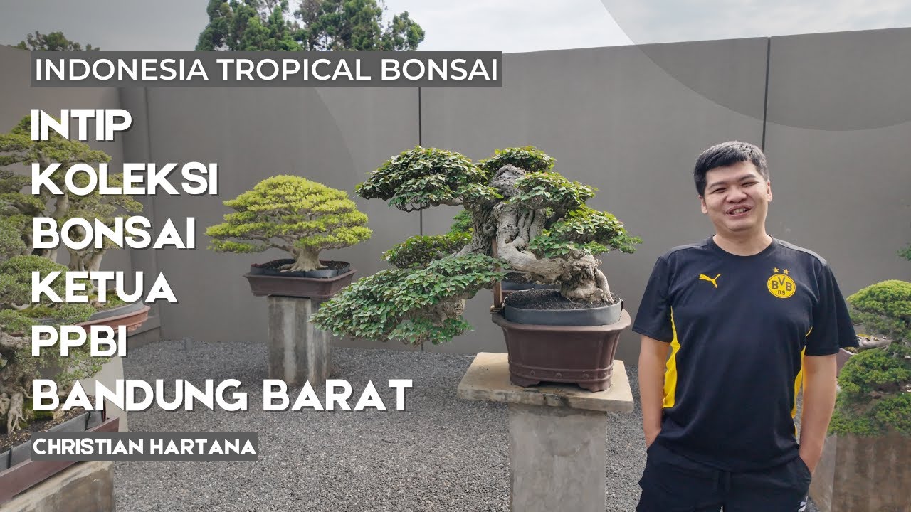 Koleksi bonsai super milik Ketua PPBI Bandung Barat,Christian Hartana