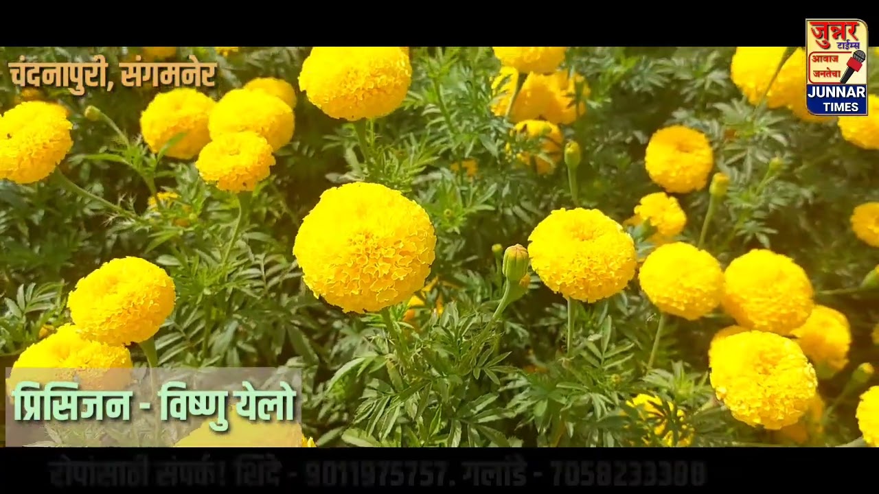 प्रिसिजन विष्णु येलो व्हरायटीमुळे झेंडू शेतकरी मालामाल.