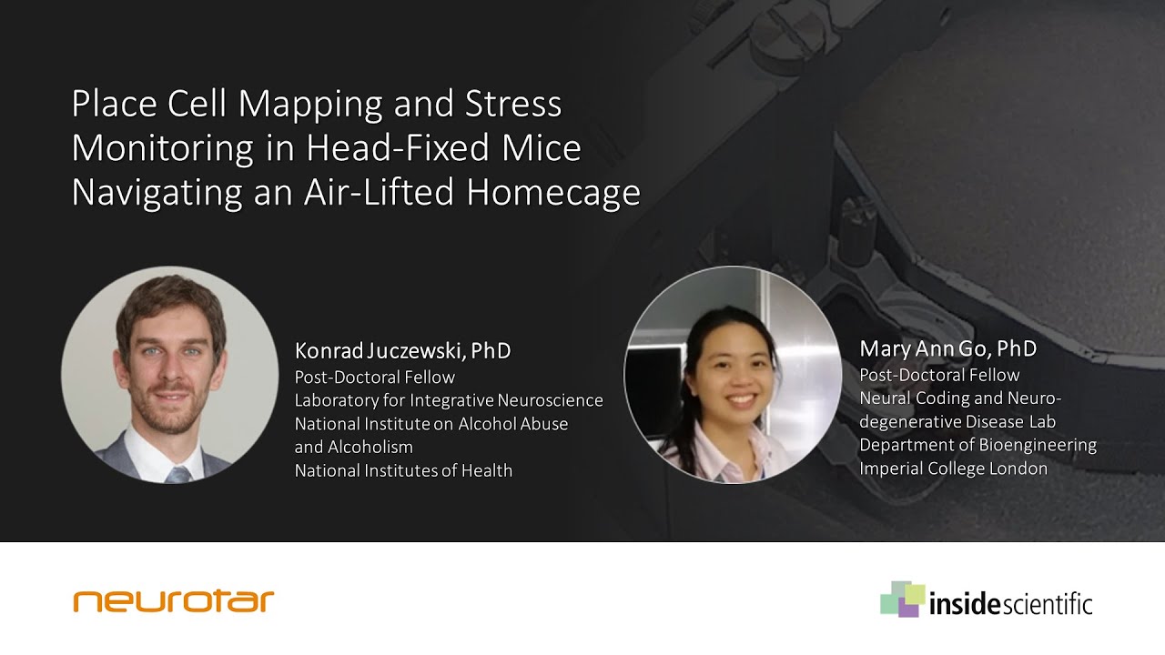 Place Cell Mapping and Stress Monitoring in Head-Fixed Mice Navigating an Air-Lifted Homecage