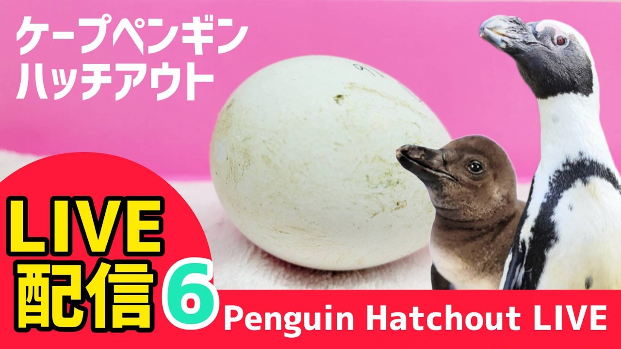 【LIVE配信】Hatching of penguin. part6 ケープペンギンのハッチアウト生配信その⑥【劇団ペンターズ】#live #penguin #誕生