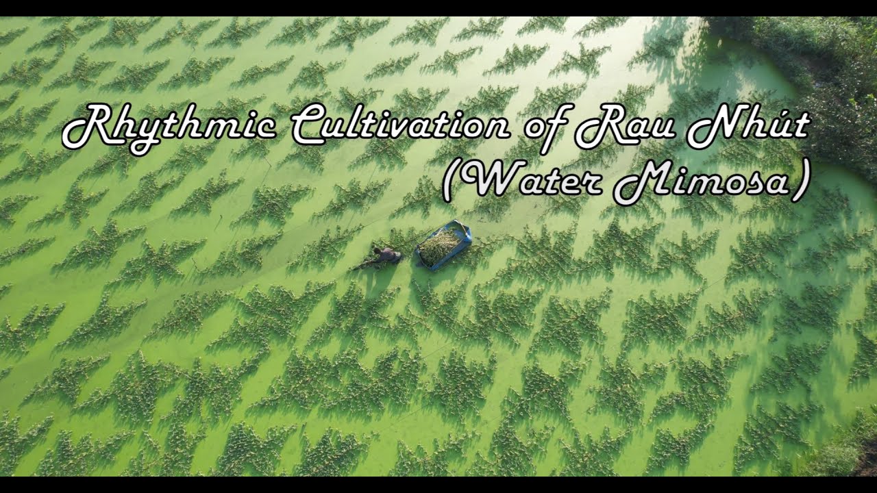Rhythmic Cultivation of Rau Nhút (Water Mimosa) in Ho Chi Minh City | Saigon | Vietnam