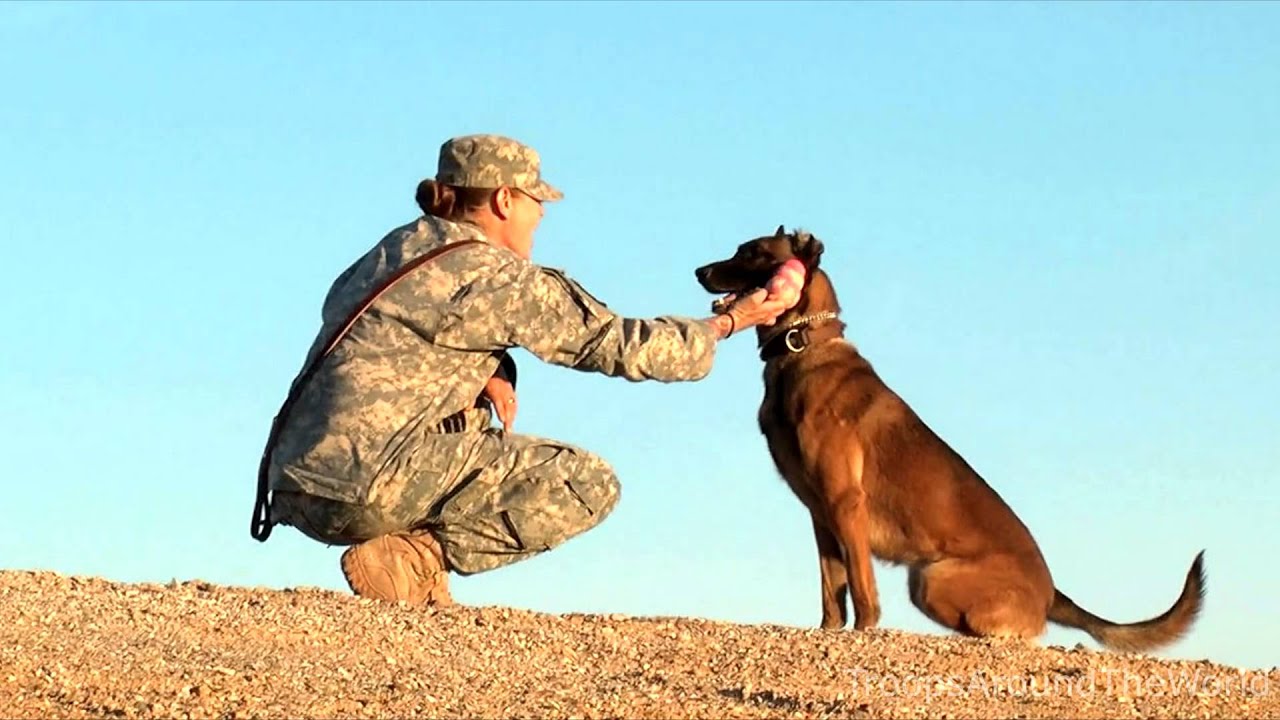 Military Dogs Tribute Video | Our Four Legged Heroes..