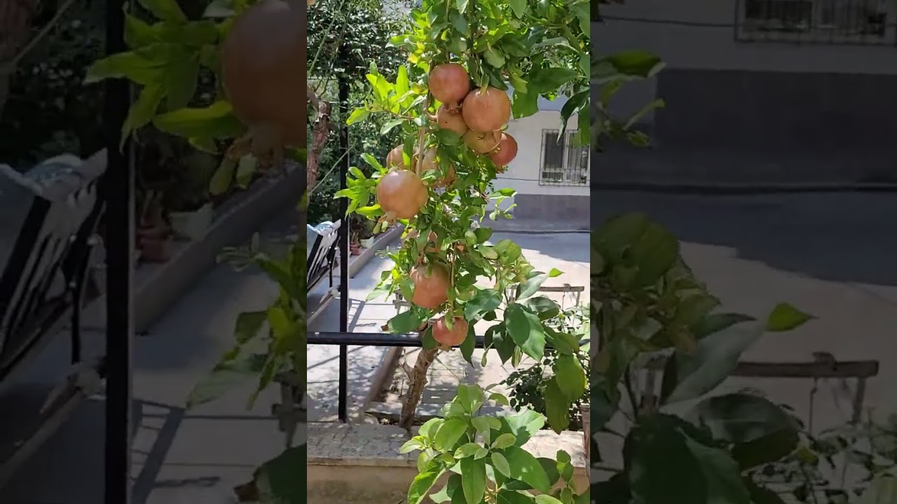 BAKIN NAR NASIL OLMUŞ AĞACIN DALINDA