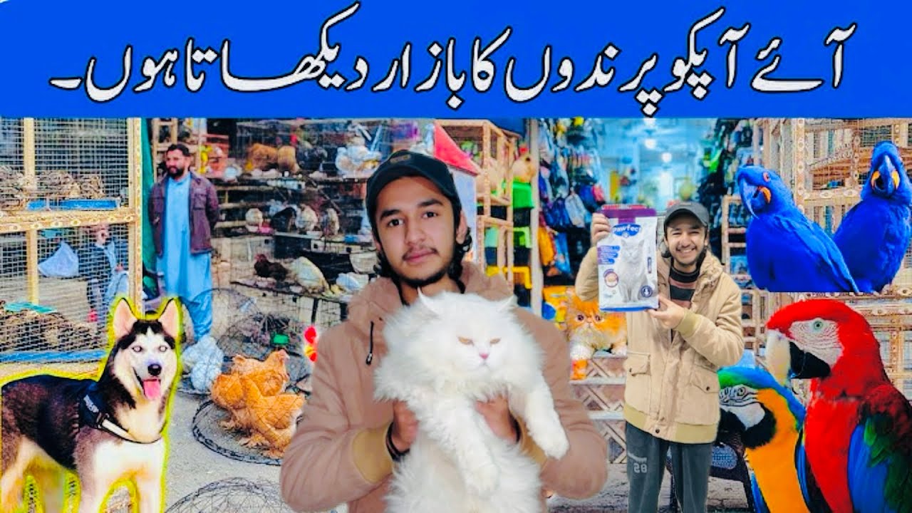 Finally Cat buy krli😍||Visiting collage road Rawalpindi ||birds&pets market || i’m back ❤️