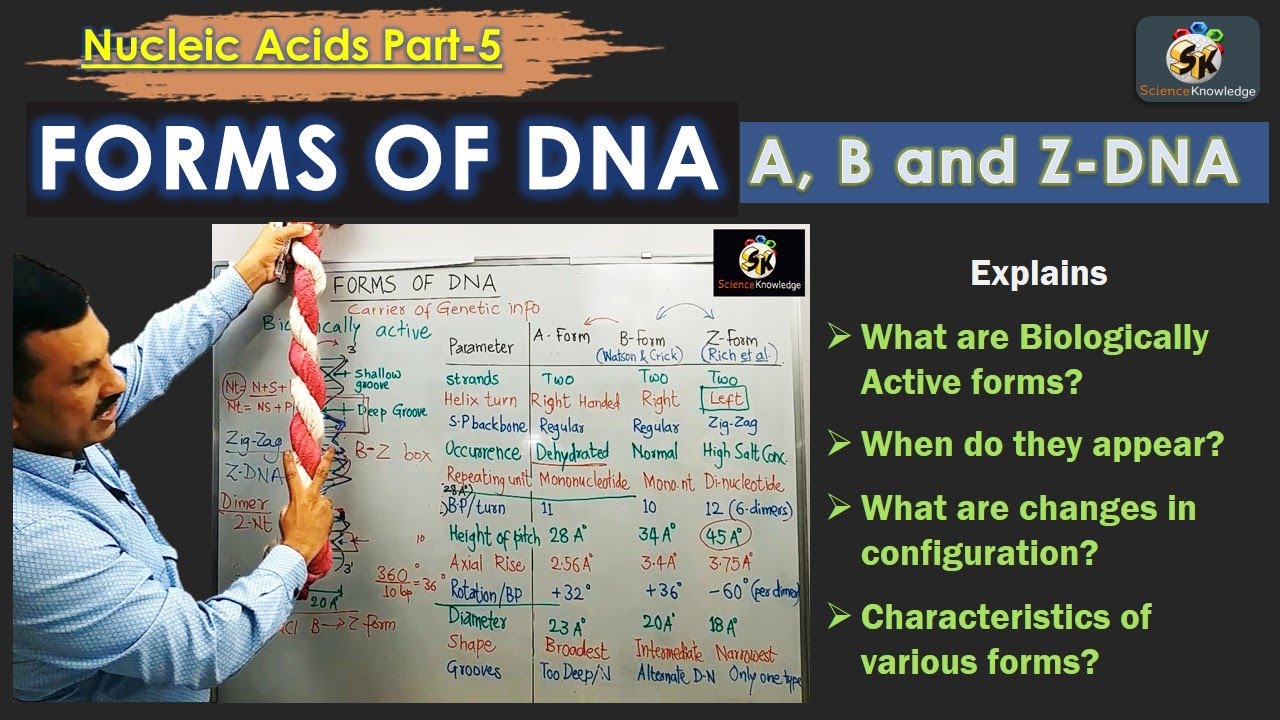 Z - DNA: comparison with A-DNA and B-DNA