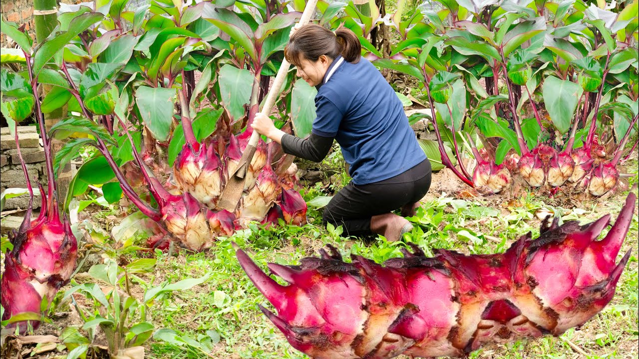 Harvest Red ArrowRoot & Make pounded arrowroot and fry it with eggs Goes to the market sell