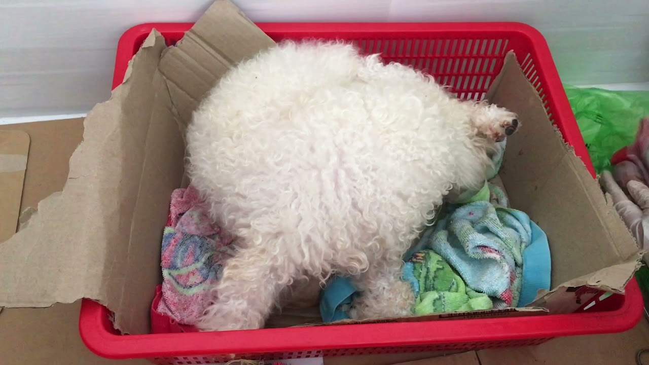 Kinh nghiệm đỡ đẻ cho chó Poodle tại nhà