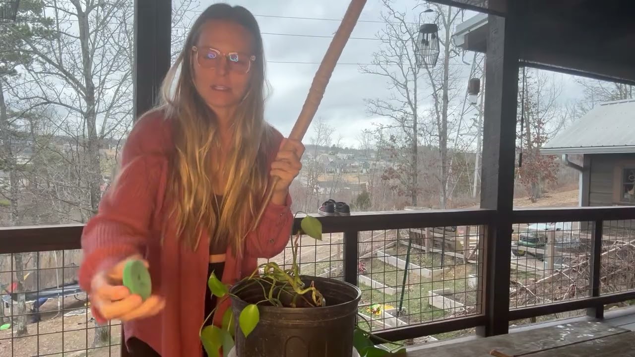 Craft911 Moss Pole - Plant Support and Use!