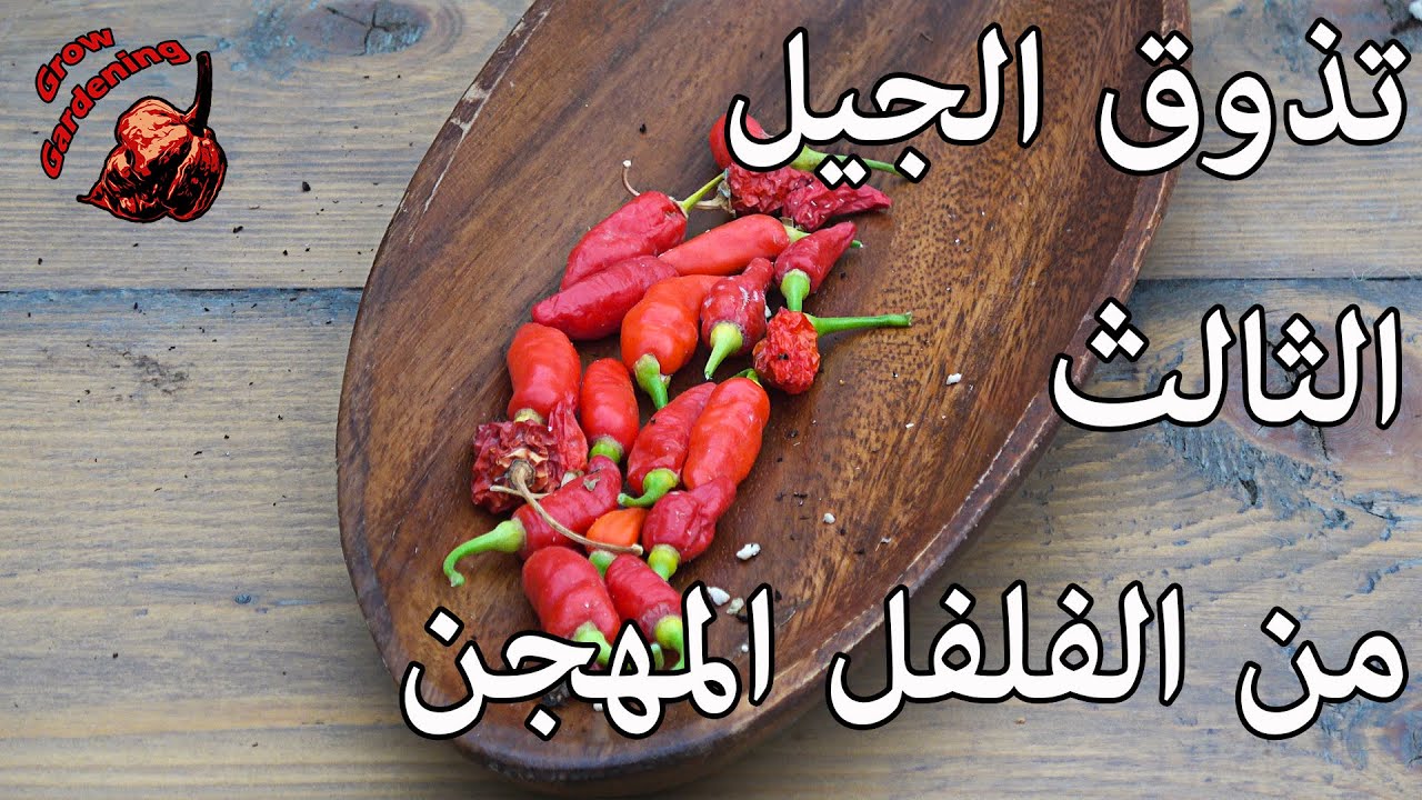 تذوق ثمر الجيل الثالث و تقييم الثمر - 14