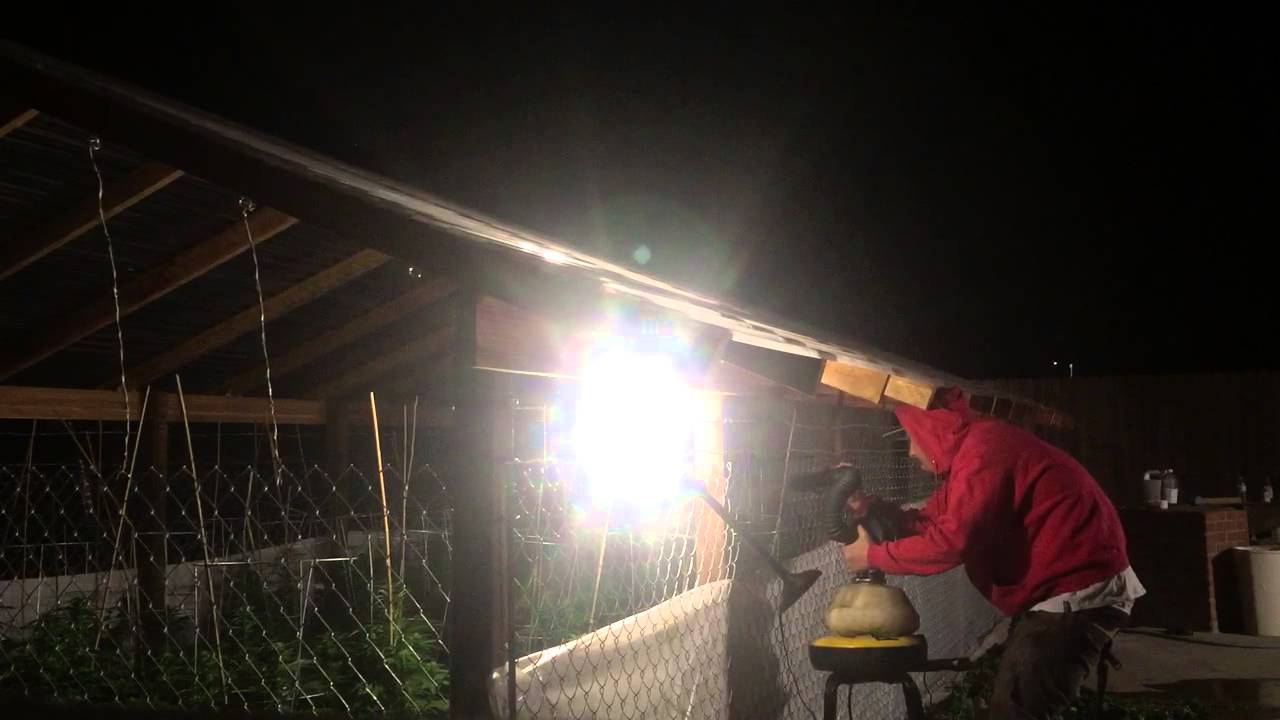 In the greenhouse .. Late-night azamax and neem treatment