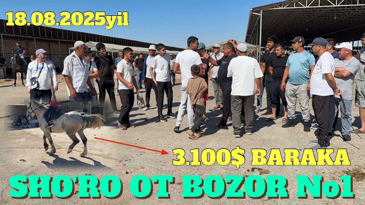 SHO'RO OT BOZOR 7.500$ POLSHA QORABAYIR ABAKAN TOY VA ONA BOLA BIYALAR NARXLARI