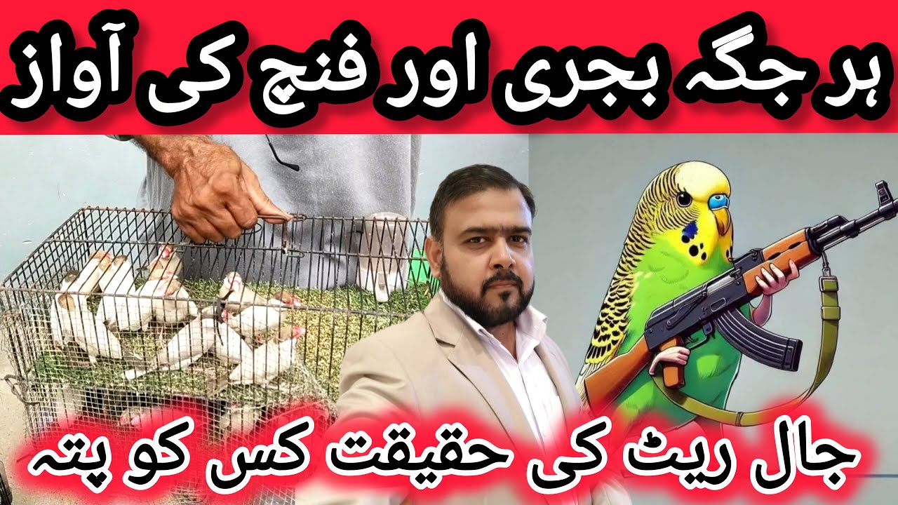 Bajri Aur Finch K Jaal Rate Ki Haqeeqat 02-01-2026 | Birds Business in 2026 | Finches Jaal Rate
