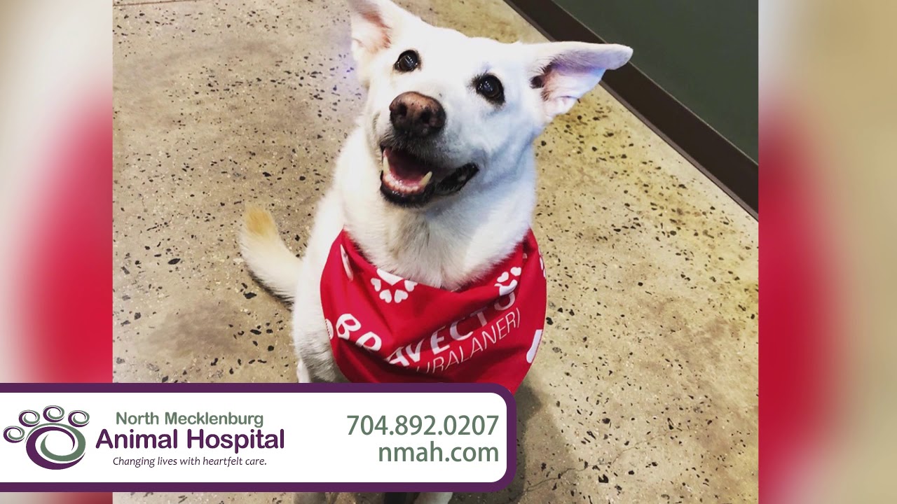North Mecklenburg Animal Hospital | Veterinary Services in Cornelius