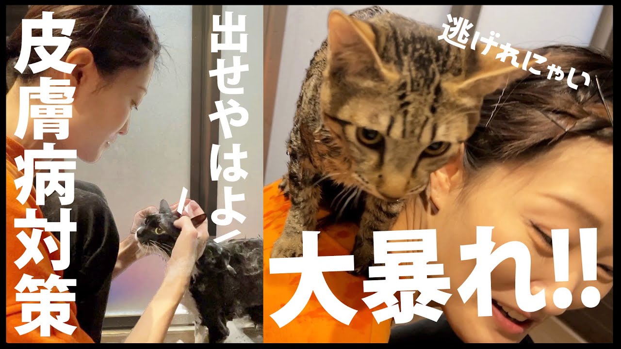 【猫カビ】猫の病気がひどいので10匹全員お風呂に・・・ #多頭飼い #マジで大変すぎた