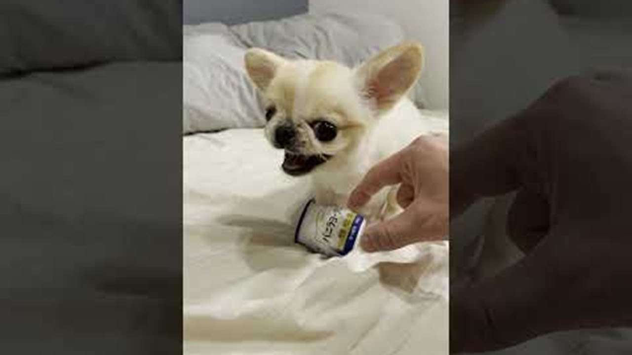 Pino Doesn't Want to Part with Favorite Yogurt || ViralHog