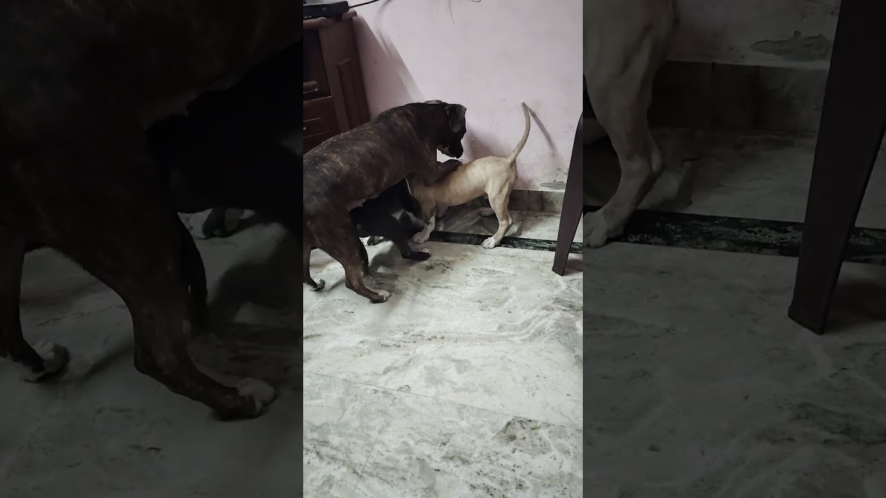 3 month puppy