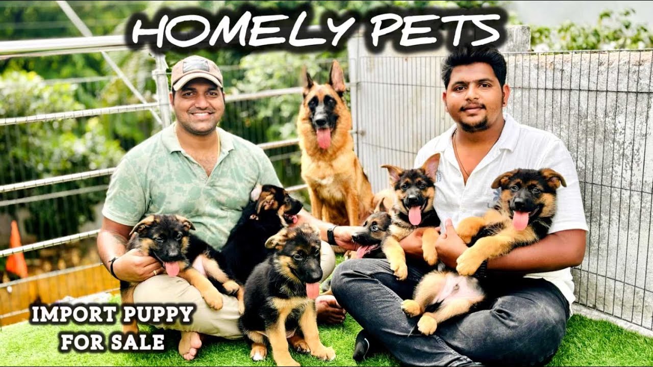 Top German Shepard puppy in Hyderabad | Homely pets: 6360571707 #hyderabad #india #telugu #doglover